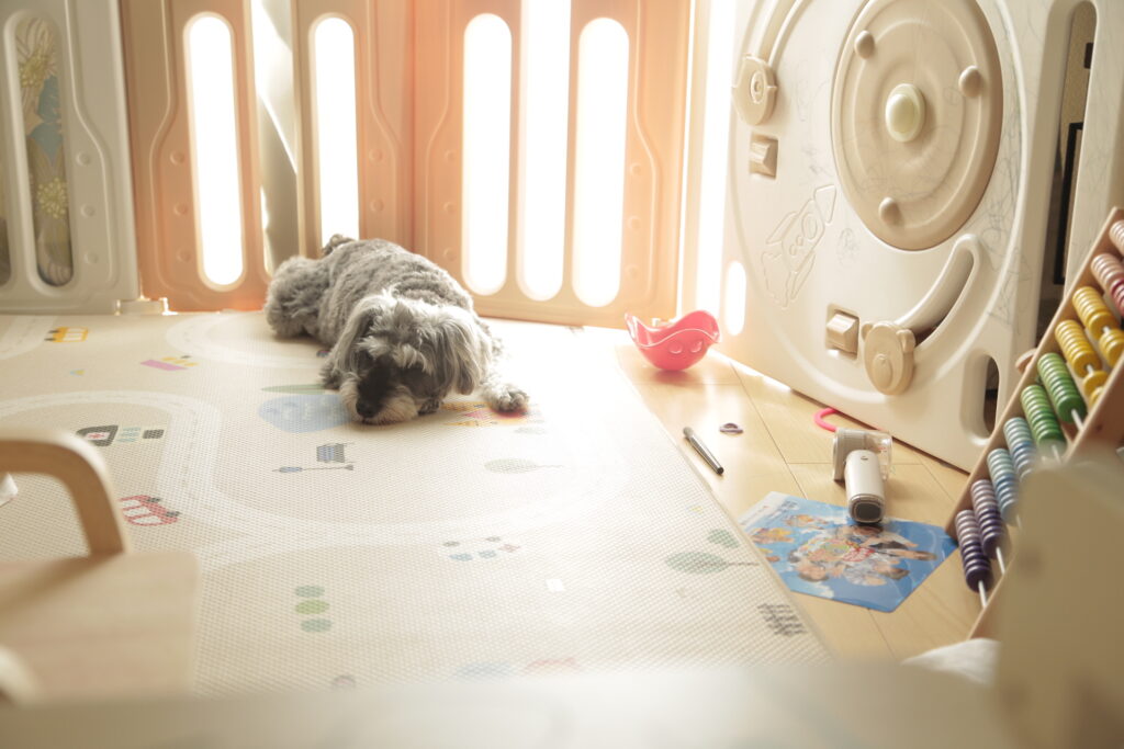 canon 6Dで撮影したシュナウザー