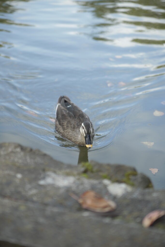 canon 6Dで撮影したカモ？