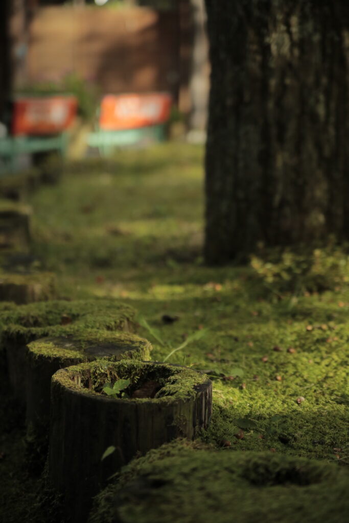 canon 6Dで撮影した木