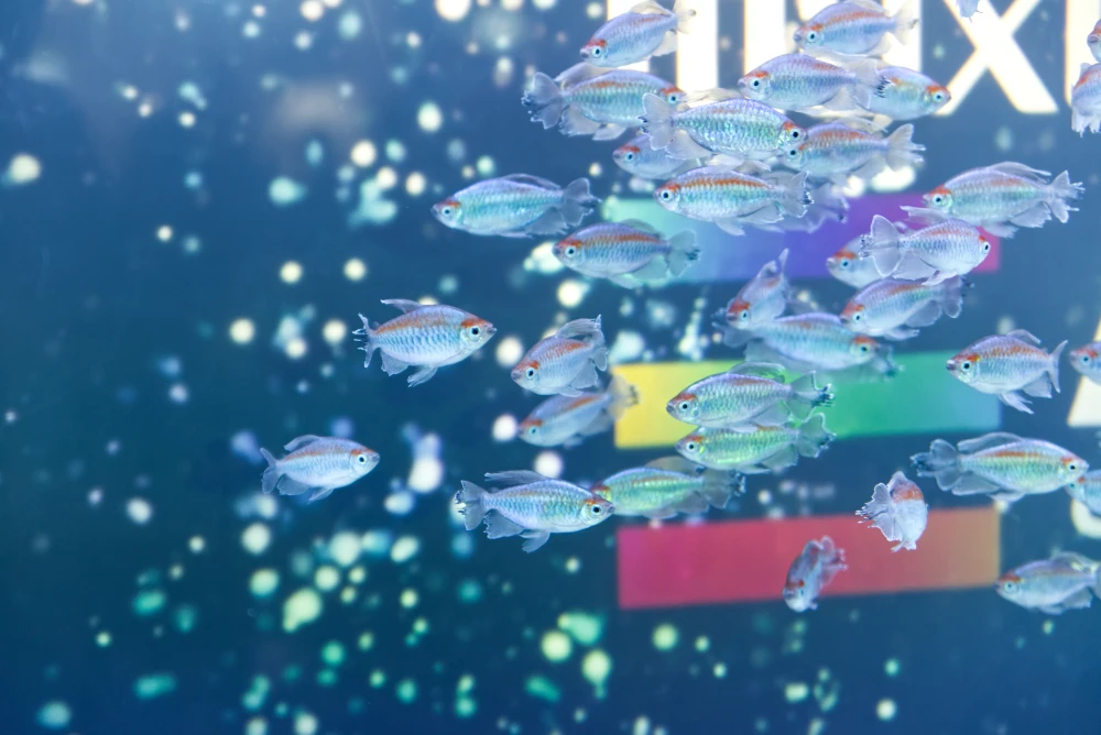 マクセルアクアパーク品川 イルカショー 撮影 Canon 6D