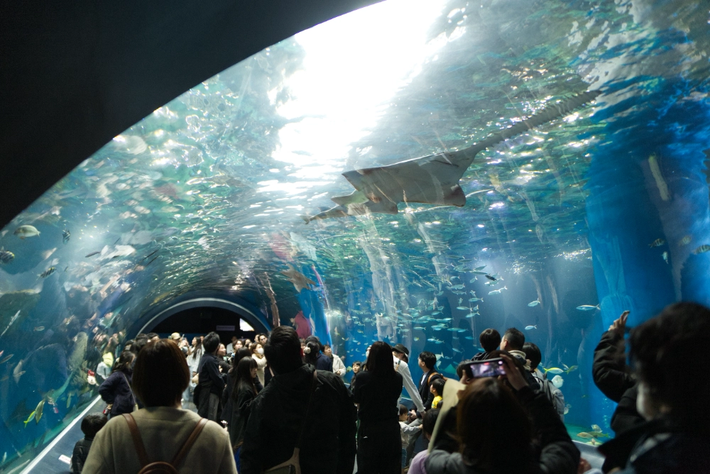 マクセルアクアパーク品川 イルカショー 撮影 Canon 6D