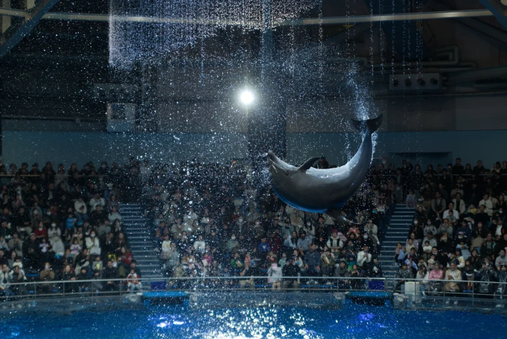 マクセルアクアパーク品川 イルカショー 撮影 Canon 6D